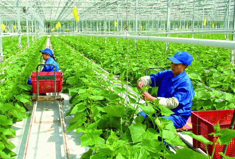 Các yếu tố ảnh hưởng tới phát triển nông nghiệp bền vững tại Việt Nam